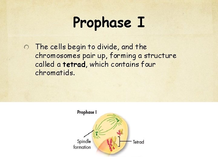 Prophase I The cells begin to divide, and the chromosomes pair up, forming a