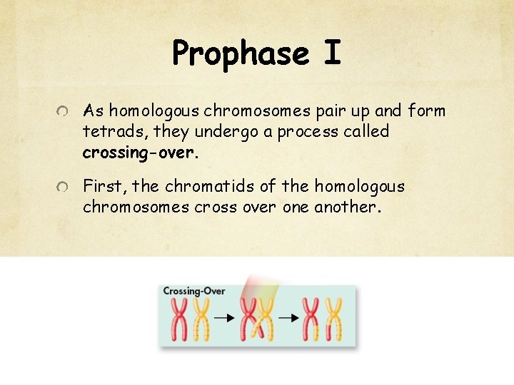 Prophase I As homologous chromosomes pair up and form tetrads, they undergo a process