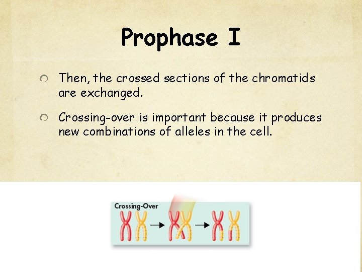 Prophase I Then, the crossed sections of the chromatids are exchanged. Crossing-over is important