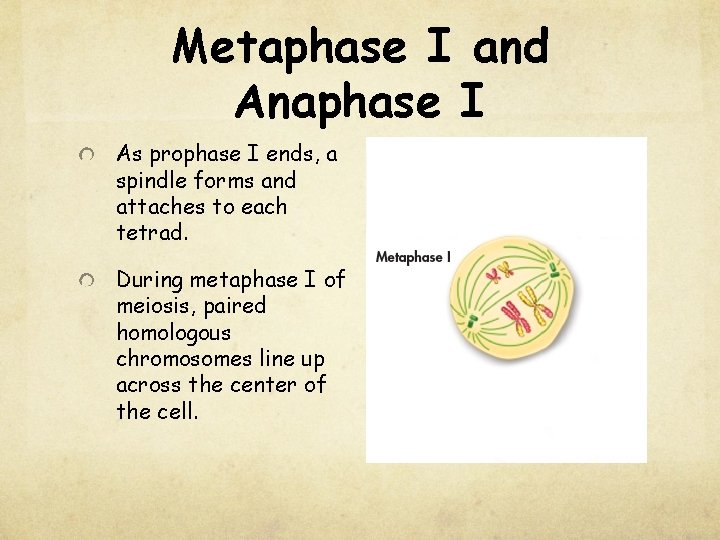 Metaphase I and Anaphase I As prophase I ends, a spindle forms and attaches