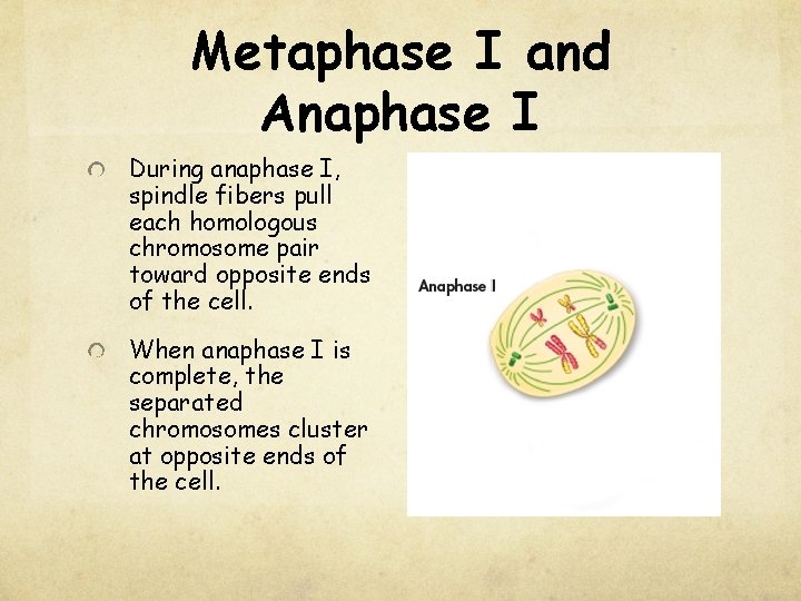 Metaphase I and Anaphase I During anaphase I, spindle fibers pull each homologous chromosome