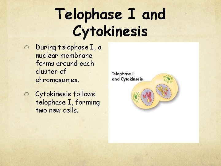 Telophase I and Cytokinesis During telophase I, a nuclear membrane forms around each cluster