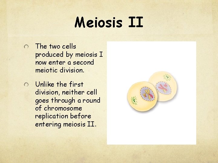 Meiosis II The two cells produced by meiosis I now enter a second meiotic