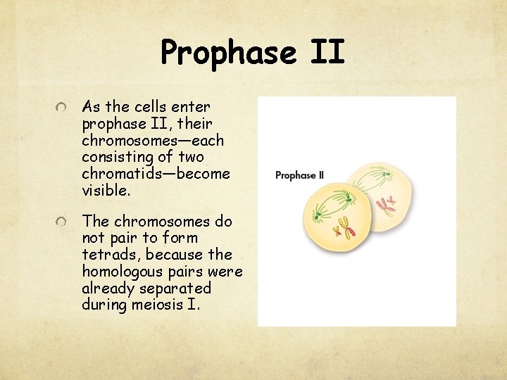 Prophase II As the cells enter prophase II, their chromosomes—each consisting of two chromatids—become