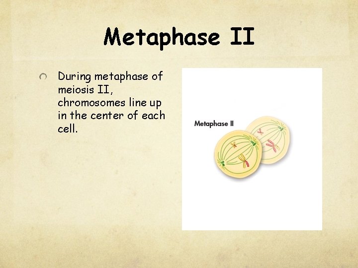 Metaphase II During metaphase of meiosis II, chromosomes line up in the center of