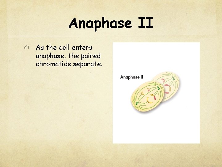 Anaphase II As the cell enters anaphase, the paired chromatids separate. 
