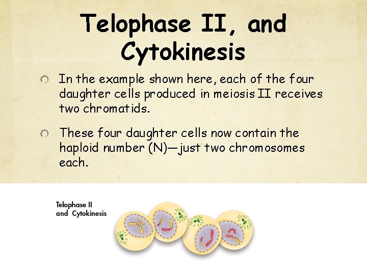 Telophase II, and Cytokinesis In the example shown here, each of the four daughter