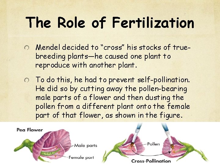 The Role of Fertilization Mendel decided to “cross” his stocks of truebreeding plants—he caused