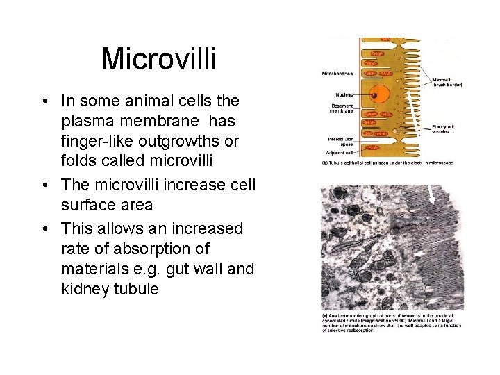 Microvilli • In some animal cells the plasma membrane has finger-like outgrowths or folds Microvilli • In some animal cells the plasma membrane has finger-like outgrowths or folds