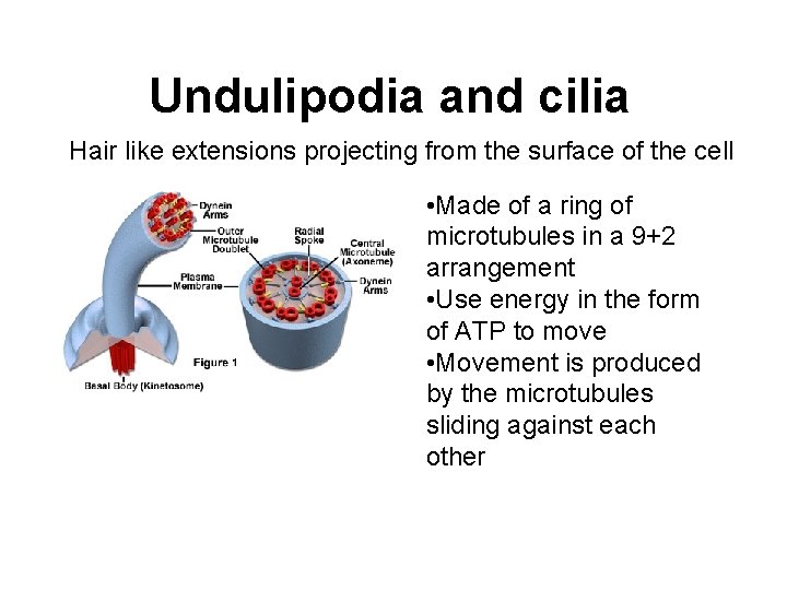Undulipodia and cilia Hair like extensions projecting from the surface of the cell • Undulipodia and cilia Hair like extensions projecting from the surface of the cell •