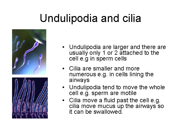 Undulipodia and cilia • Undulipodia are larger and there are usually only 1 or Undulipodia and cilia • Undulipodia are larger and there are usually only 1 or