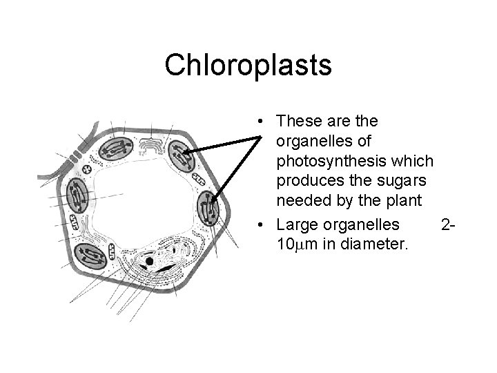 Chloroplasts • These are the organelles of photosynthesis which produces the sugars needed by Chloroplasts • These are the organelles of photosynthesis which produces the sugars needed by