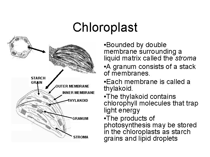 Chloroplast STARCH GRAIN OUTER MEMBRANE INNER MEMBRANE THYLAKOID GRANUM STROMA • Bounded by double Chloroplast STARCH GRAIN OUTER MEMBRANE INNER MEMBRANE THYLAKOID GRANUM STROMA • Bounded by double