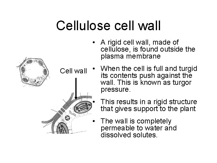 Cellulose cell wall • A rigid cell wall, made of cellulose, is found outside Cellulose cell wall • A rigid cell wall, made of cellulose, is found outside