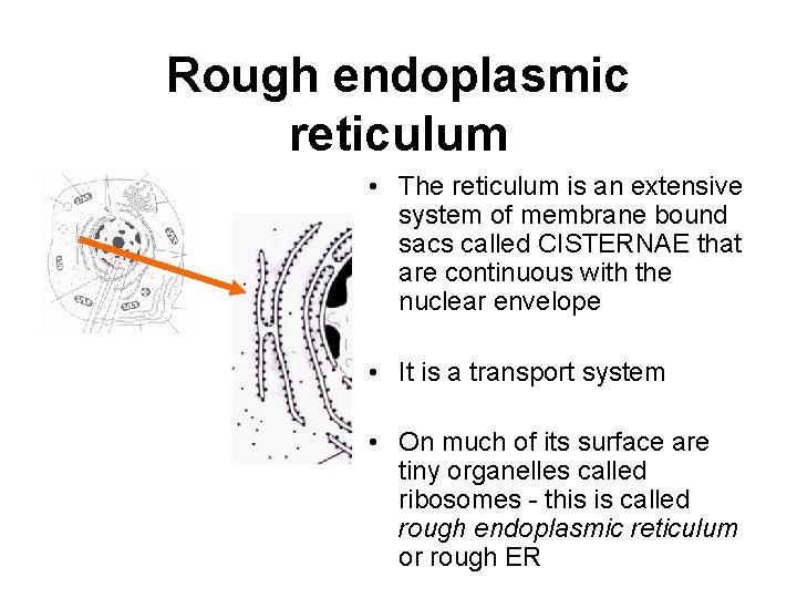 Rough endoplasmic reticulum • The reticulum is an extensive system of membrane bound sacs Rough endoplasmic reticulum • The reticulum is an extensive system of membrane bound sacs