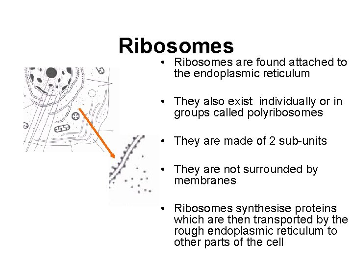Ribosomes • Ribosomes are found attached to the endoplasmic reticulum • They also exist Ribosomes • Ribosomes are found attached to the endoplasmic reticulum • They also exist
