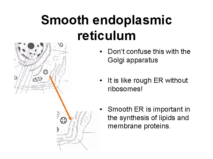 Smooth endoplasmic reticulum • Don’t confuse this with the Golgi apparatus • It is Smooth endoplasmic reticulum • Don’t confuse this with the Golgi apparatus • It is