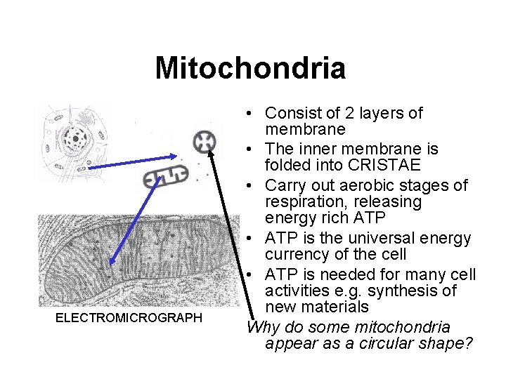 Mitochondria ELECTROMICROGRAPH • Consist of 2 layers of membrane • The inner membrane is Mitochondria ELECTROMICROGRAPH • Consist of 2 layers of membrane • The inner membrane is