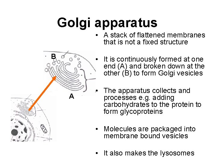 Golgi apparatus • A stack of flattened membranes that is not a fixed structure Golgi apparatus • A stack of flattened membranes that is not a fixed structure