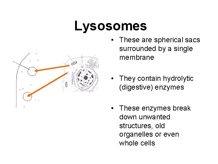 Lysosomes • These are spherical sacs surrounded by a single membrane • They contain Lysosomes • These are spherical sacs surrounded by a single membrane • They contain