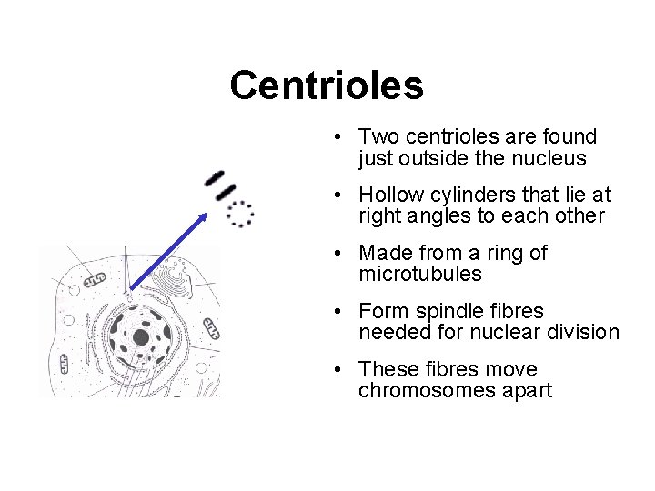 Centrioles • Two centrioles are found just outside the nucleus • Hollow cylinders that Centrioles • Two centrioles are found just outside the nucleus • Hollow cylinders that