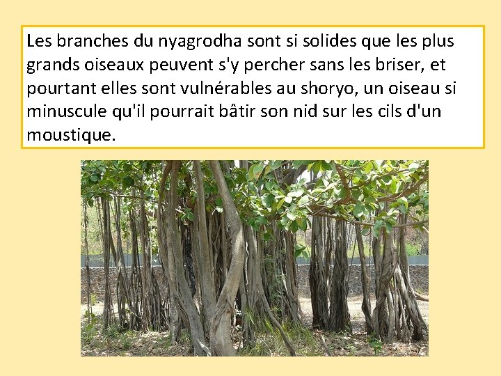 Les branches du nyagrodha sont si solides que les plus grands oiseaux peuvent s'y