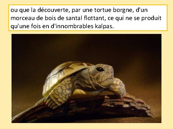 ou que la découverte, par une tortue borgne, d'un morceau de bois de santal