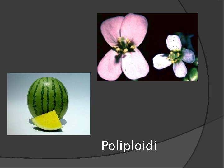 Poliploidi 