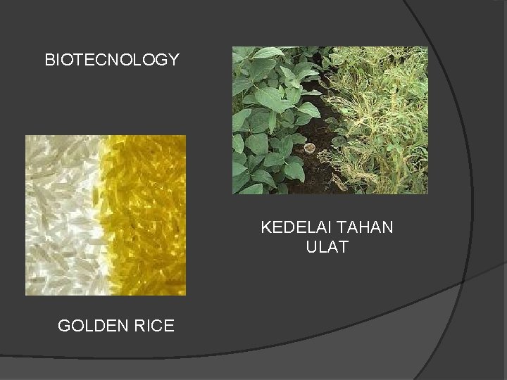 BIOTECNOLOGY KEDELAI TAHAN ULAT GOLDEN RICE 