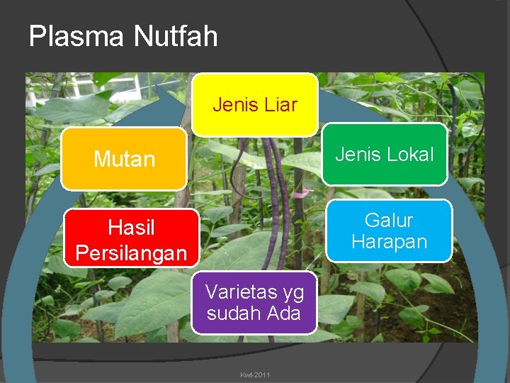 Plasma Nutfah Jenis Liar Jenis Lokal Mutan Galur Harapan Hasil Persilangan Varietas yg sudah