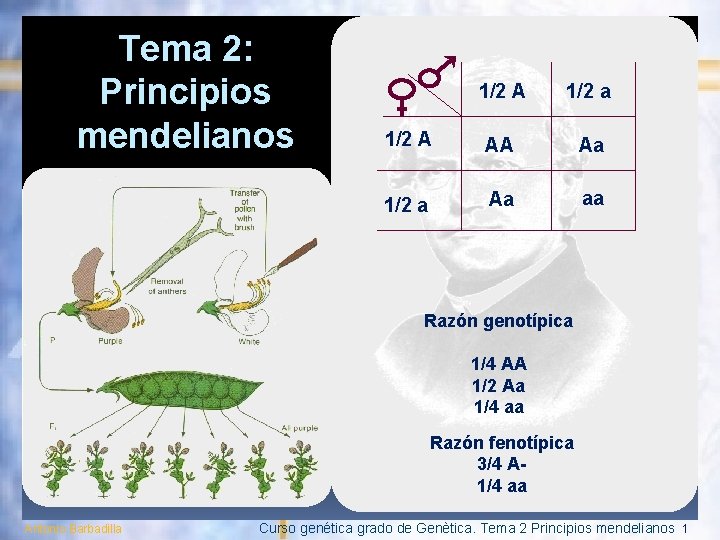 Tema 2: Principios mendelianos 1/2 A 1/2 a 1/2 A AA Aa 1/2 a