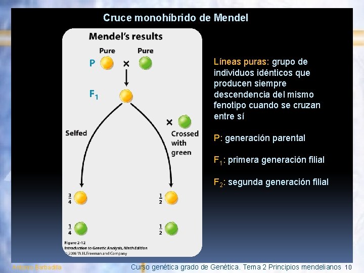 Cruce monohíbrido de Mendel Líneas puras: grupo de individuos idénticos que producen siempre descendencia