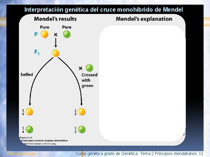 Interpretación genética del cruce monohíbrido de Mendel Antonio Barbadilla Curso genética grado de Genètica.