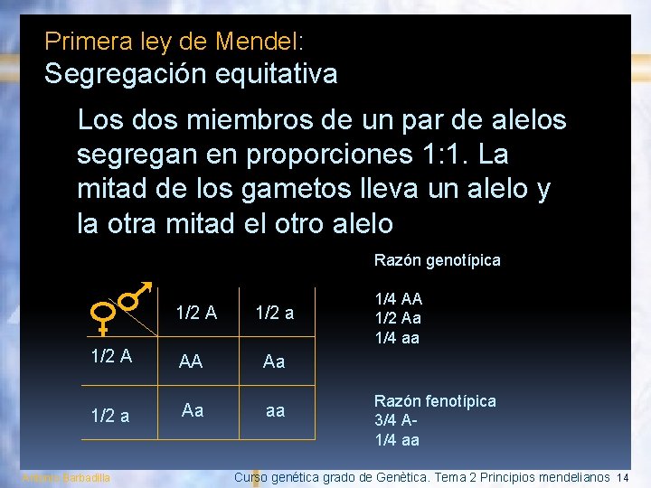 Primera ley de Mendel: Segregación equitativa Los dos miembros de un par de alelos
