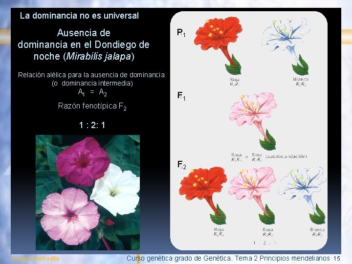 La dominancia no es universal Ausencia de dominancia en el Dondiego de noche (Mirabilis