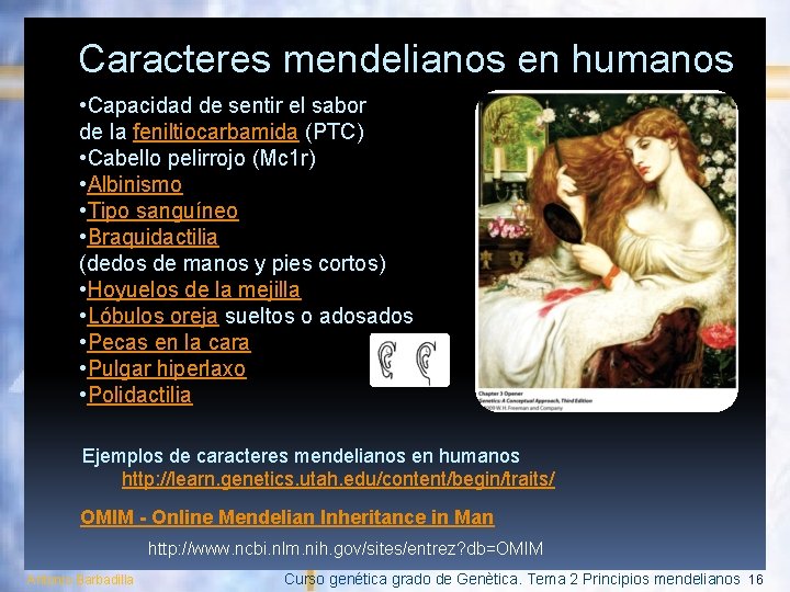 Caracteres mendelianos en humanos • Capacidad de sentir el sabor de la feniltiocarbamida (PTC)
