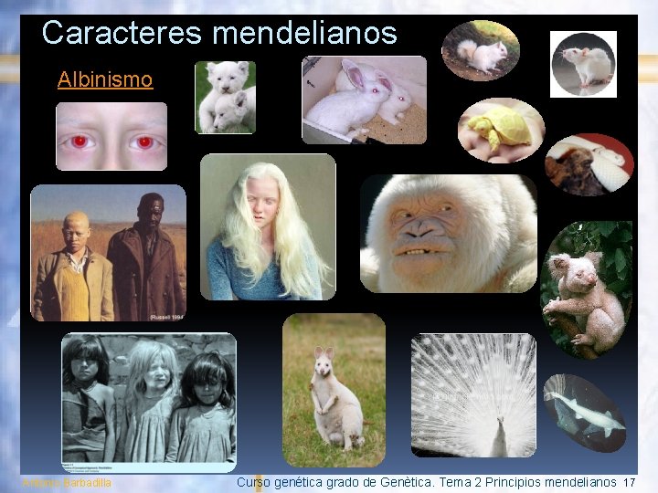 Caracteres mendelianos Albinismo Antonio Barbadilla Curso genética grado de Genètica. Tema 2 Principios mendelianos