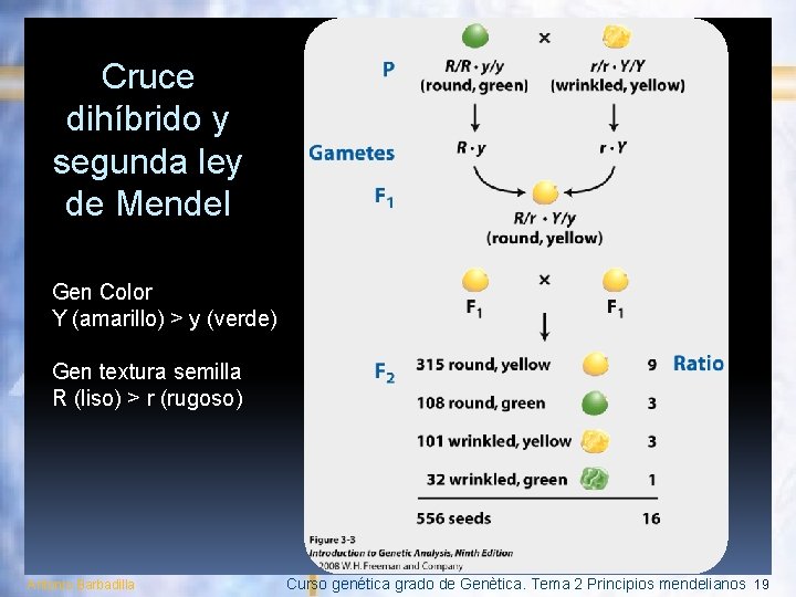 Cruce dihíbrido y segunda ley de Mendel Gen Color Y (amarillo) > y (verde)