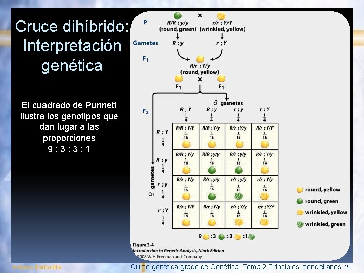 Cruce dihíbrido: Interpretación genética El cuadrado de Punnett ilustra los genotipos que dan lugar