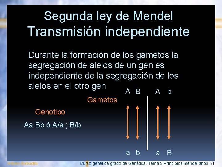 Segunda ley de Mendel Transmisión independiente Durante la formación de los gametos la segregación