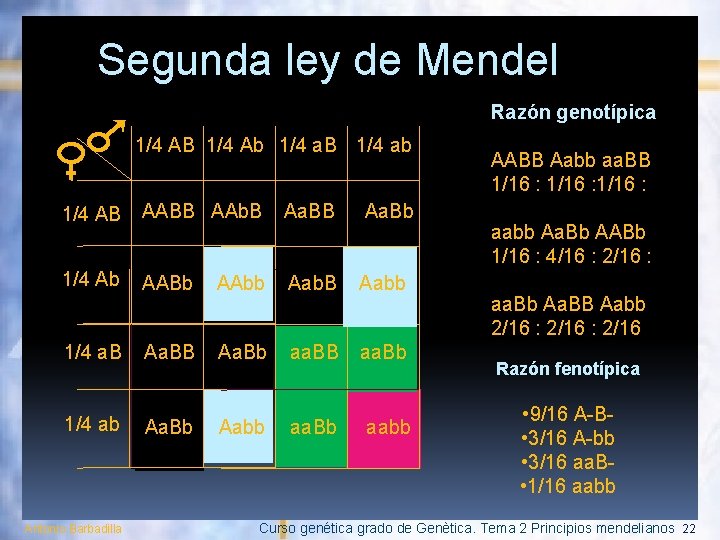 Segunda ley de Mendel Razón genotípica 1/4 AB 1/4 Ab 1/4 a. B 1/4
