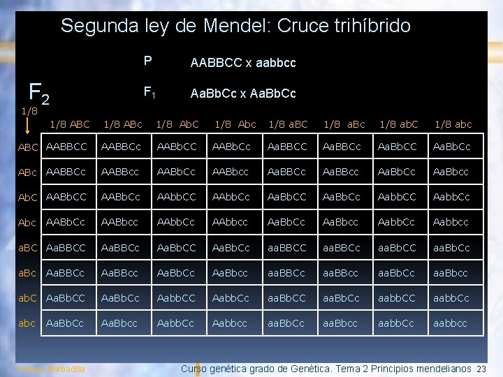 Segunda ley de Mendel: Cruce trihíbrido F 2 P AABBCC x aabbcc F 1