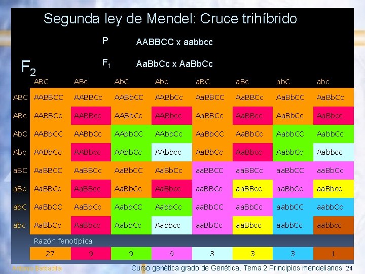 Segunda ley de Mendel: Cruce trihíbrido F 2 ABC P AABBCC x aabbcc F
