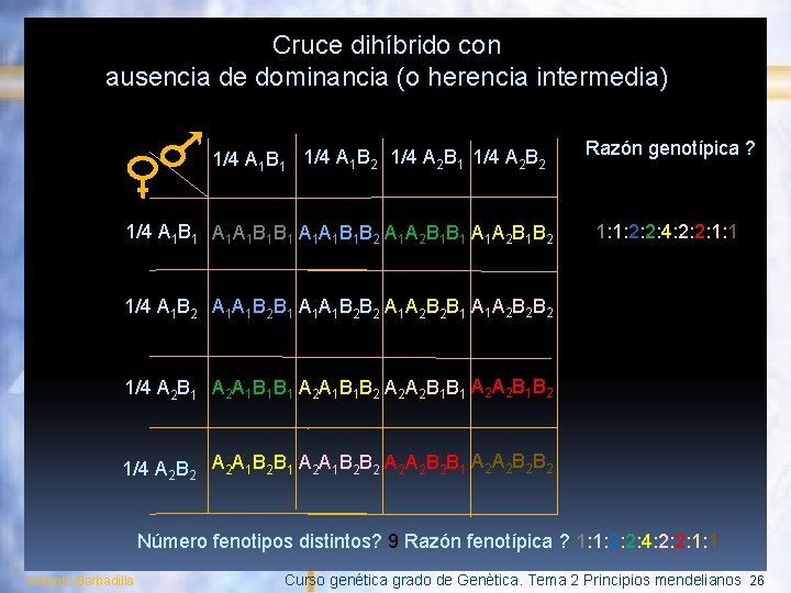 Cruce dihíbrido con ausencia de dominancia (o herencia intermedia) 1/4 A 1 B 1