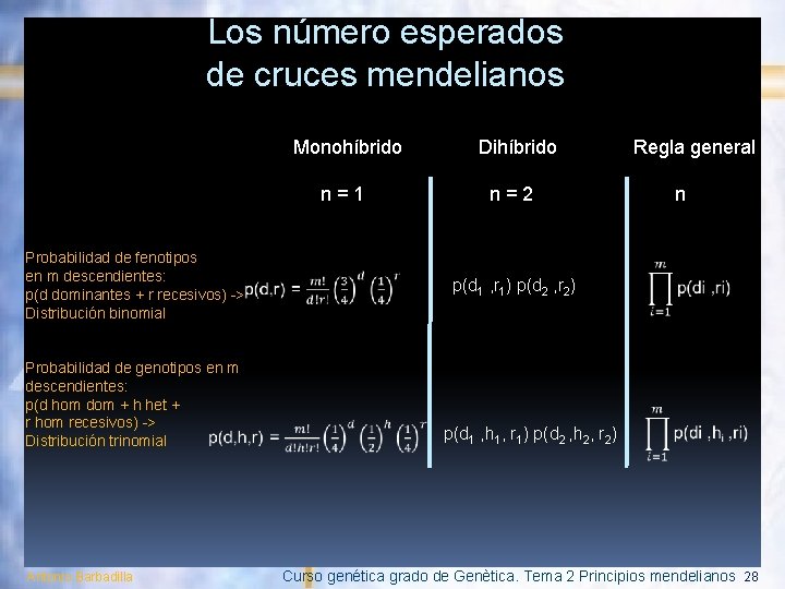 Los número esperados de cruces mendelianos Monohíbrido Dihíbrido Regla general n = 1 n