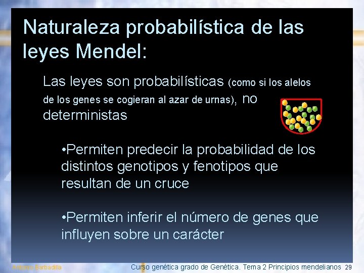 Naturaleza probabilística de las leyes Mendel: Las leyes son probabilísticas (como si los alelos