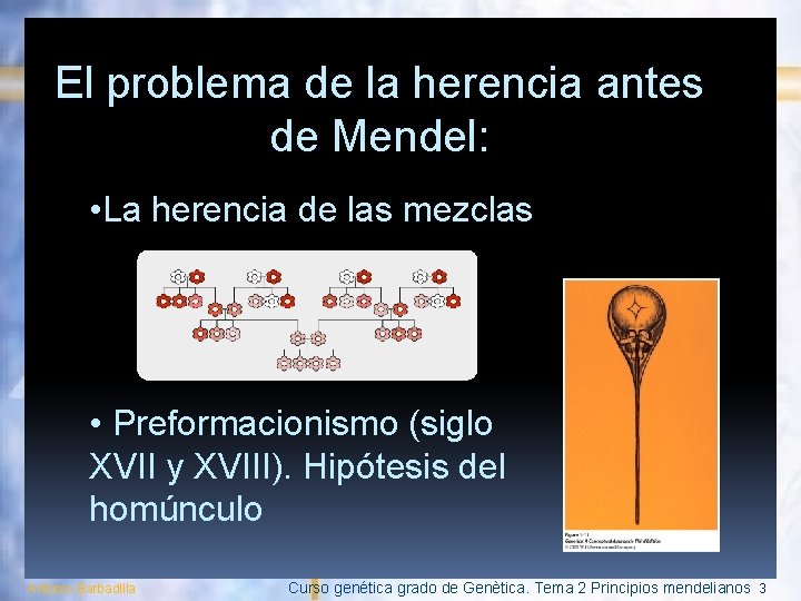 El problema de la herencia antes de Mendel: • La herencia de las mezclas
