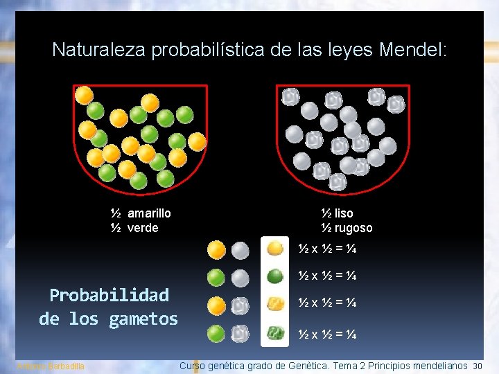 Naturaleza probabilística de las leyes Mendel: ½ amarillo ½ verde ½ liso ½ rugoso
