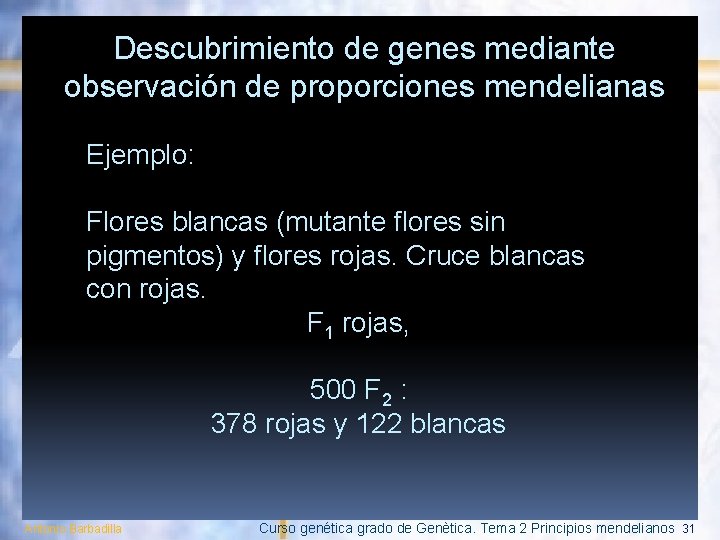 Descubrimiento de genes mediante observación de proporciones mendelianas Ejemplo: Flores blancas (mutante flores sin