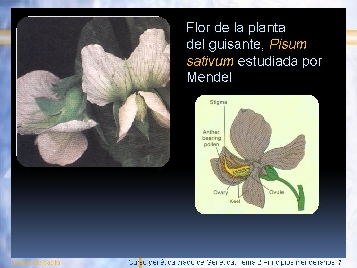 Flor de la planta del guisante, Pisum sativum estudiada por Mendel Antonio Barbadilla Curso